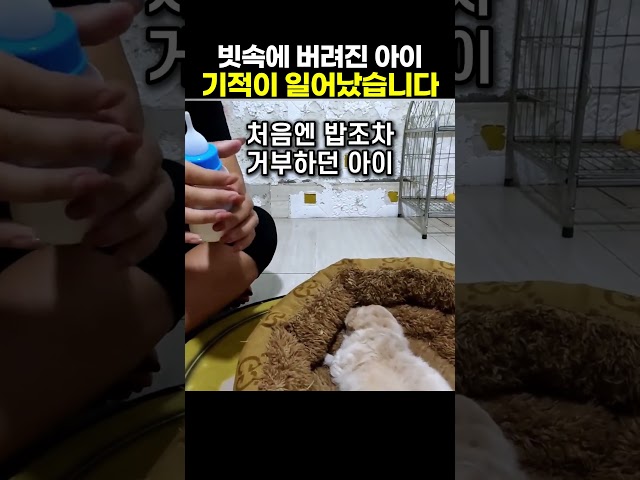빗속에 버려져 떨던 아기 강아지, 기적이 일어났습니다 ㅠㅠ