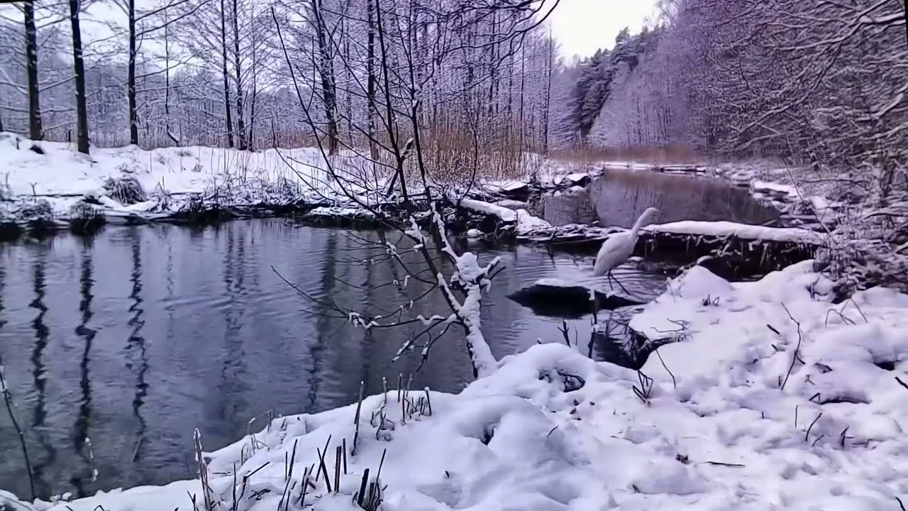 Wild animals. Trail camera. Animals by an unfrozen river in winter.