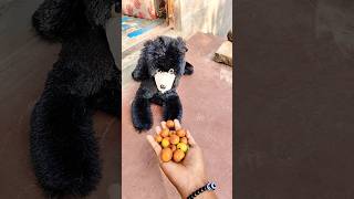 Download Lagu Beads ASMRR🍿🐕elaxing Cat ReverseMagic#shorts #cat #satisfyingvideo#asmr#trendingshorts🍿😃😂j6458 MP3