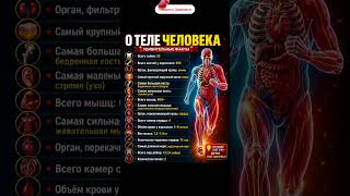 🧠 Удивительные факты о теле человека#человек #анатомия #здоровье #интересныефакты #медицина #организ