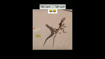 بدور على بدور على 