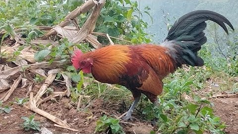 Hnub no mus yos ua si seb puas muaj qaib qus qua nawb , hôm nay đi tes thử xem có gà rừng gáy không 