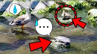0613C⑤ [A duckling meets a turtle] An injured duck. heron hunting screenshot 5