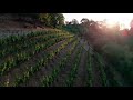 Real Estate Vineyard Demo | Drone Real Estate - VisionTactics