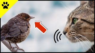 The REAL Reason Why Cats Chatter When They See a Bird!