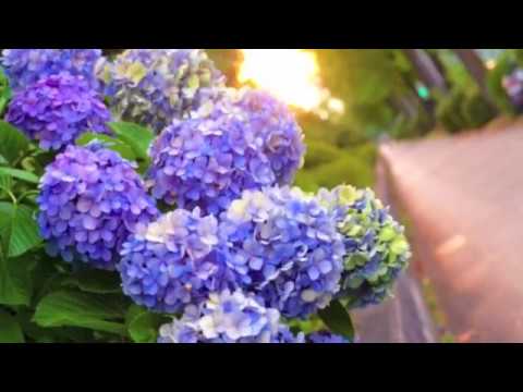 Prime Numbers(家入 レオ) 動画 ピアノ(ソロ) 中級 ダウンロード