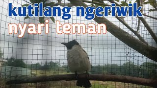 KUTILANG ngeriwik