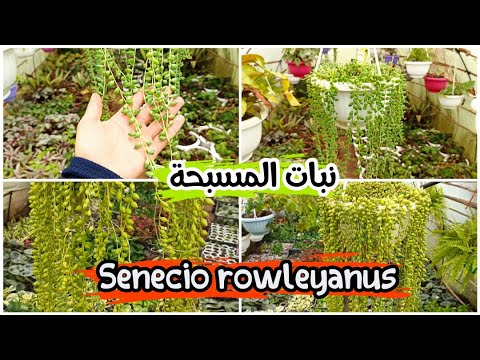 فيديو: معلومات عن نبات Senecio: تعرف على أنواع مختلفة من Senecio