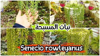 كل المعلومات التي تحتاجها حول نبات المسبحة Senecio rowleyanus