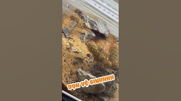 Một đống Hồ Bò Cạp Sa Mạc #shorts