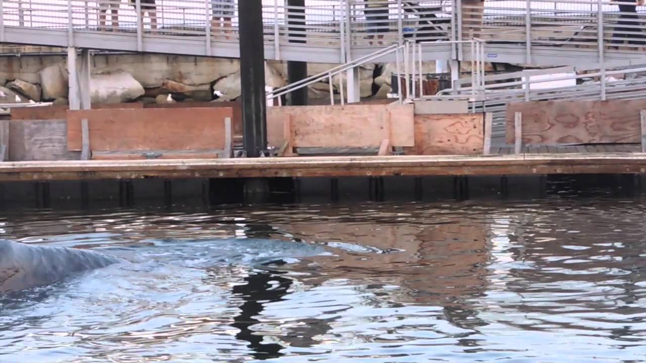 Whales