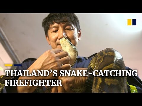 The Thai firefighter who catches snakes with his bare hands