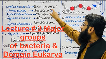 Major Groups of Bacteria |11 Biology |New syllabus 2025 | Chapter 1| Domain Bacteria| Domain Eukarya