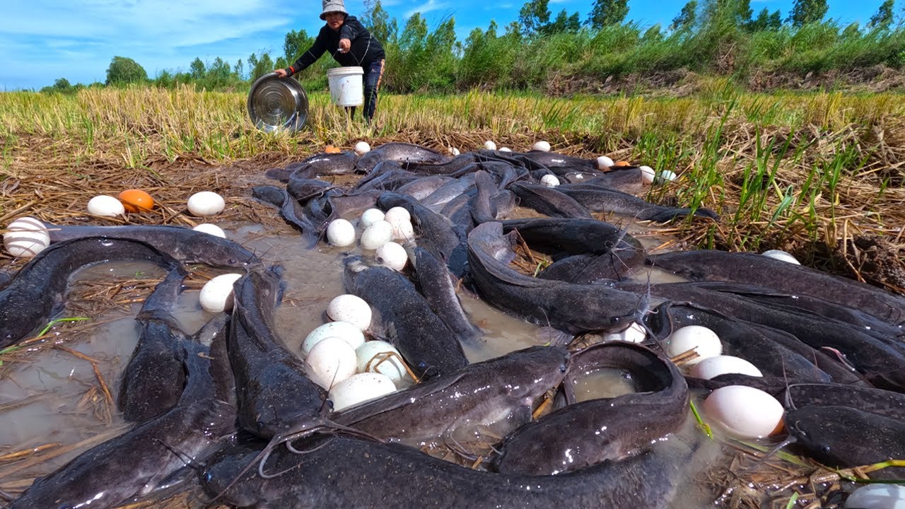 Awesome fishing - catching a lot of fish and pick duck eggs at field by hand skill