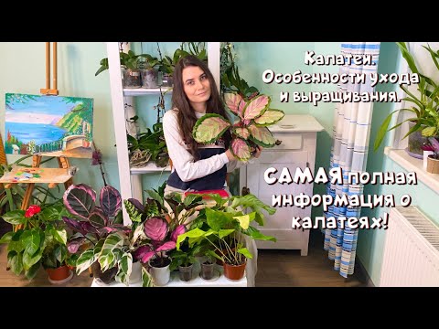 Самое полное видео о калатеях. Особенности ухода и выращивания.