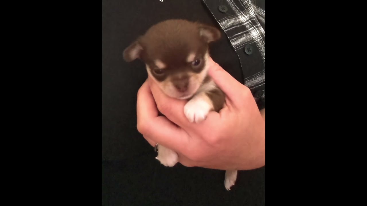 Chocolate Baby Chihuahua