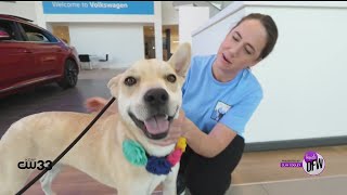 For Pet Adoption Day, adopt a pet looking for a forever home at Cooley Auto Group
