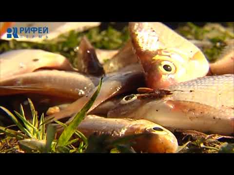 Video: Ryby Vo Fólii: Tajomstvá Varenia