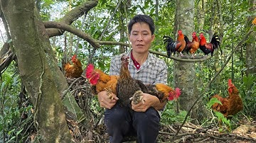 Accidentally Found Wild Chicken in the Forest – Tried to Trap It Without Any Tools | Solo Survival