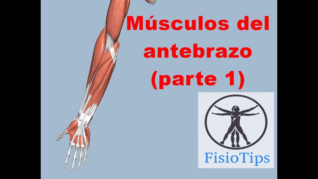 Músculos del antebrazo (parte 1) | Miologia del miembro superior camera iphone 8 plus apk