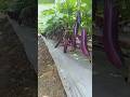baigan ki kheti #funny #duet #comedy #grow #farming #fouryoupage #viralvideo #watch #kishan
