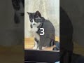 4953 目をつぶって🐱チャー