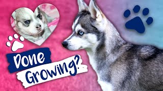 Alaskan Klee Kai Size: When Are They Done Growing?