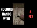 Holding hands with a fly