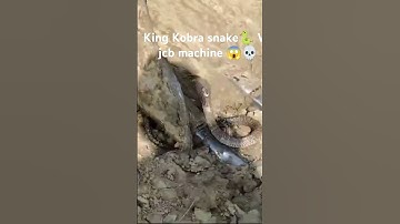 king Kobra snake 🐍 V