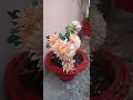 My Little Garden | Garden |