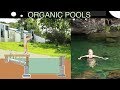 How to Design an Organic Pool in Scotland (and Help Colonise the Moon)