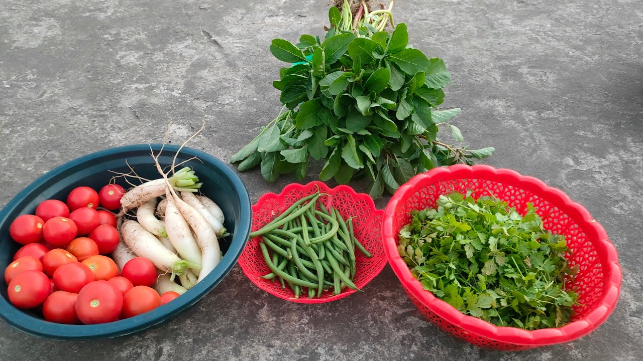 ଚାଲ ପରିବା ତୋଳିବା//organic vegetables harvesting from terrace#terracegarden