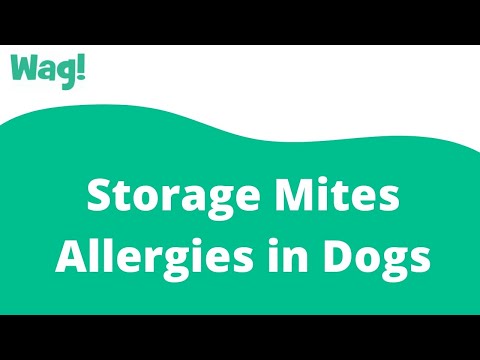 Video: 4 Allergie Mites Vir Hondekos
