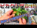 ビカクシダ 初心者の板付け 以外と簡単 ビフルカツム ネザーランド