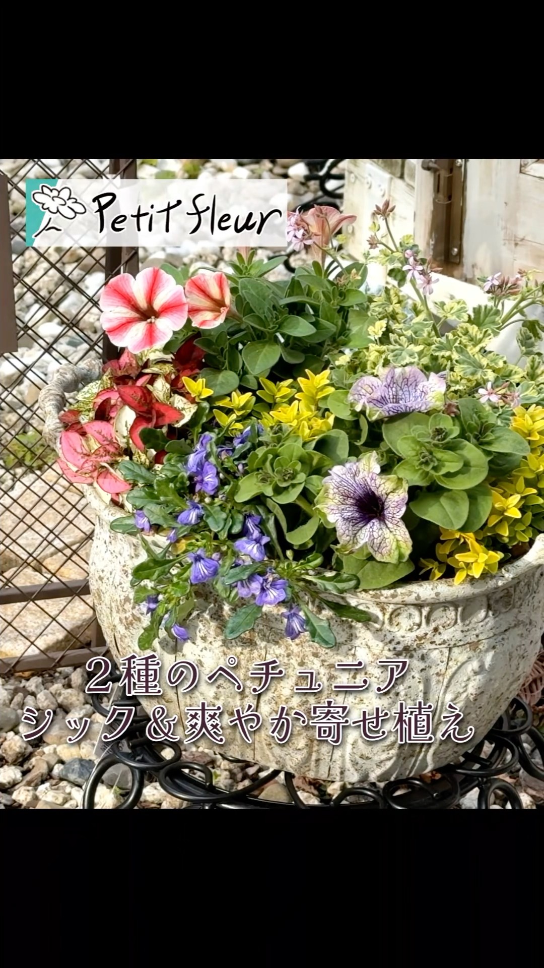 園芸】2種のペチュニアを使った爽やかシックな寄せ植え#ガーデニング
