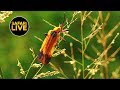 safariLIVE - Sunrise Safari - February 10, 2019