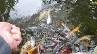 Koi Carp Pond In A Tropical Garden