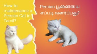 💥 Persian பூனைகளை😻பாதுகாப்பாக வளர்ப்பது எப்படி ?🤔😻 #persiancat #kitten #cat #catvideos #tamil #பூனை by Cat Paws 1,404 views 5 months ago 9 minutes, 52 seconds