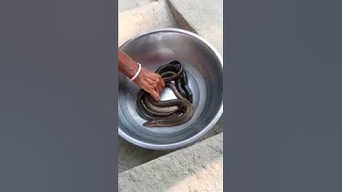 kuche mach #Eel Fish #shorts#youtubeshort #viral #Shortvideo