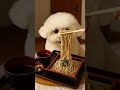 Mimi’s Soba Feast【ASMR】｜香り高い蕎麦の夜
