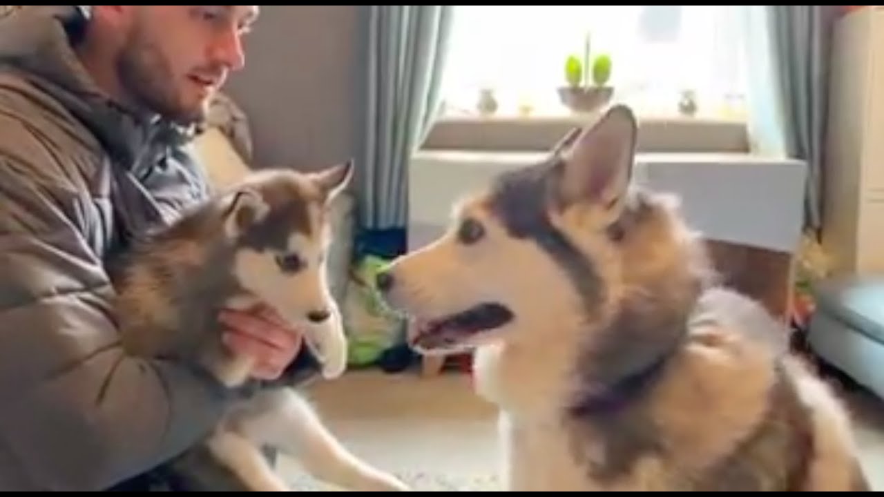 Adorable Husky Meets Puppy For The First Time(Must Watch) - YouTube