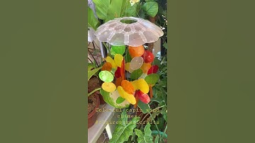 Colorful capiz wind chimes #claireshandicrafts