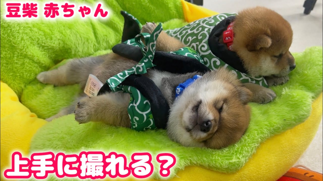 Фотосессия щенков шиба-ину