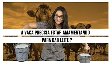 Como a vaca da leite o ano todo?