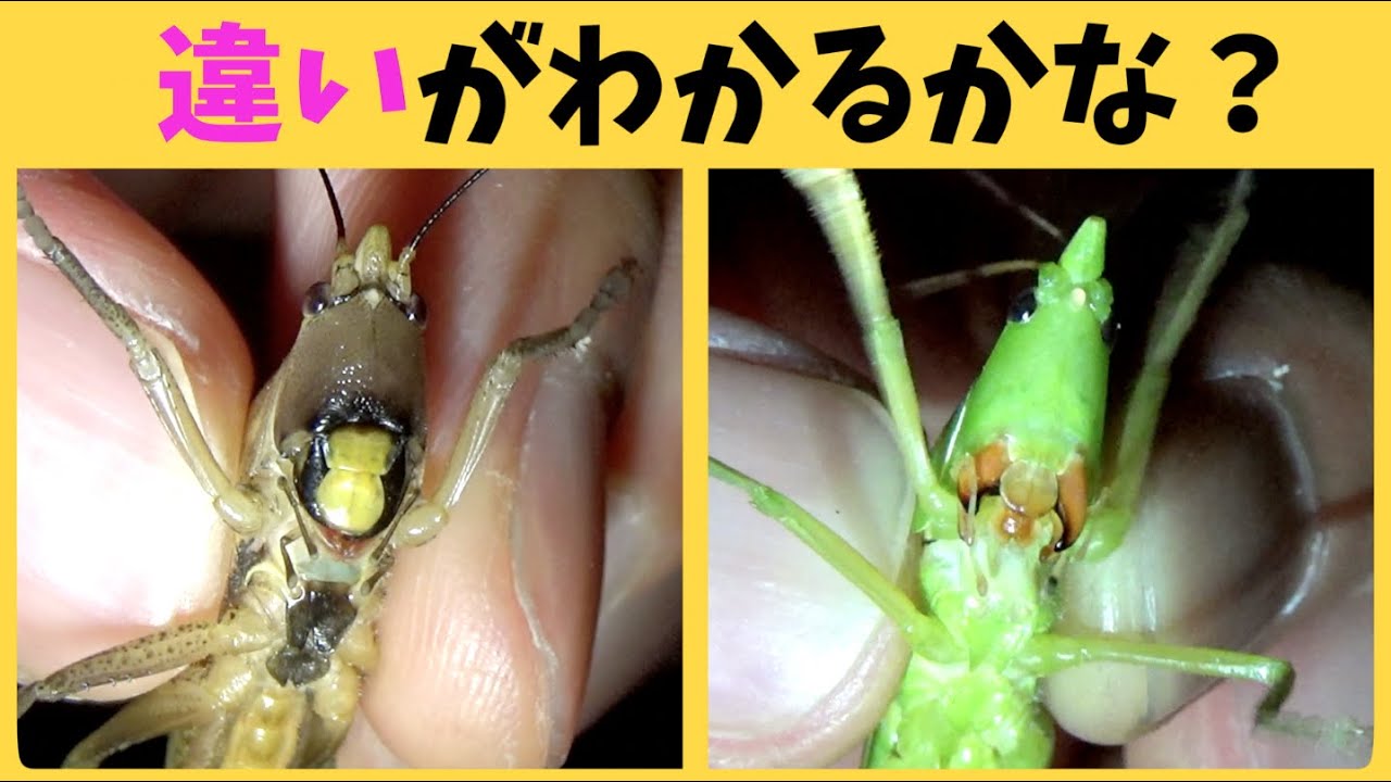 38 春の珍虫 シブイロカヤキリ を探しに 昆虫探検1600 むしはかせへの道 Youtube