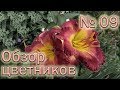 Обзор цветников №9 (19.07.2018). Рододендроны, лилейники, хосты, лилии,  гортензия, гейхеры