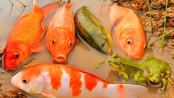 Thỏ vlog lái xe công nông đi tìm con rùa, cá chép, con cua, con ếch