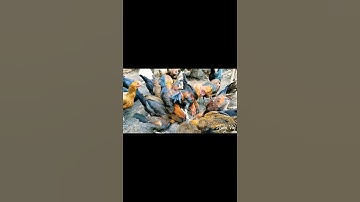 Feeding #reels #shorts #chicken #qaib #ayam #rooster #gallos #poultry #cemani #hmong #hmoob