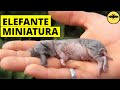 5 Animales Híbridos que Asustan a los Científicos.