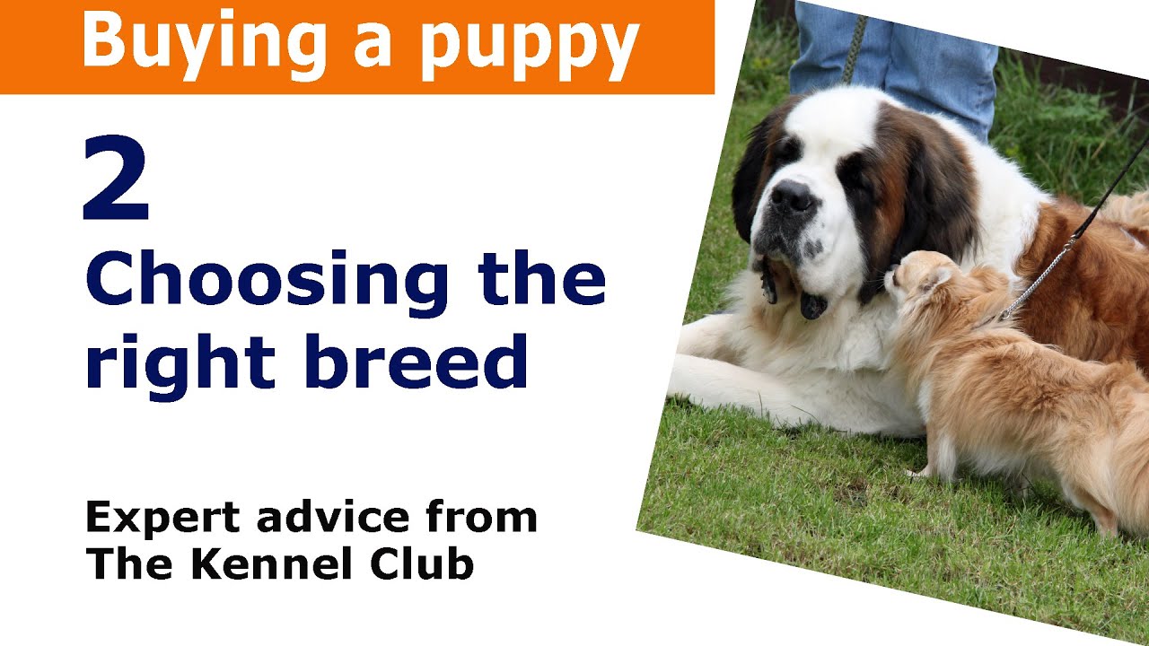 kennel club breed selector